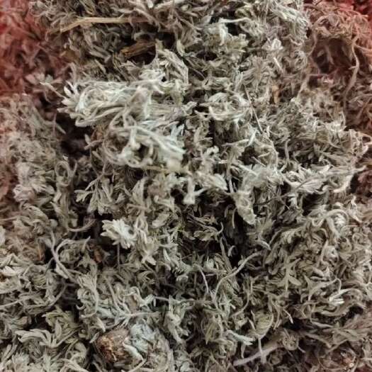 玉林绵茵陈中药材批发代发中草药