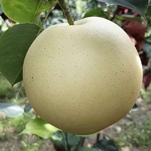 兰考县皇冠梨