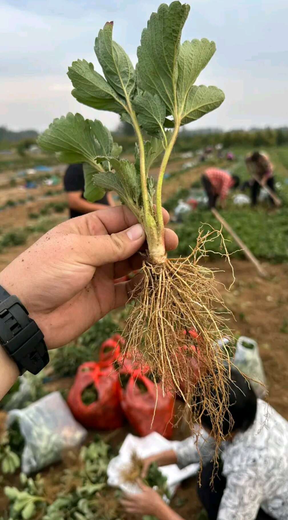 黑珍珠草莓苗，真红美玲草莓苗越秀草莓苗，脱毒一代苗保证成活率