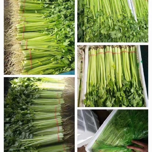 懷遠(yuǎn)縣香芹 各種葉菜 每年11月大量上市專業(yè)代辦歡迎新老朋友前來(lái)