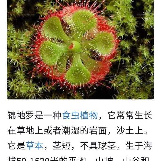 廉江市锦地罗，落地金钱