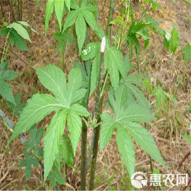 湖南怀化刺茶苗刺儿茶苗甜茶苗基地直销