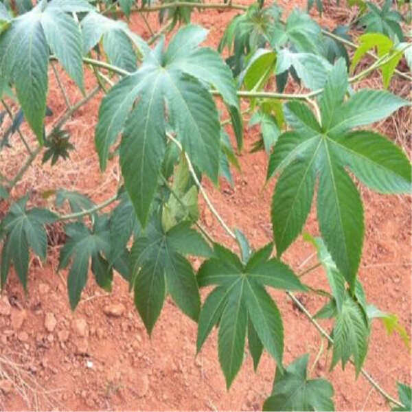 湖南怀化刺茶苗刺儿茶苗甜茶苗基地直销