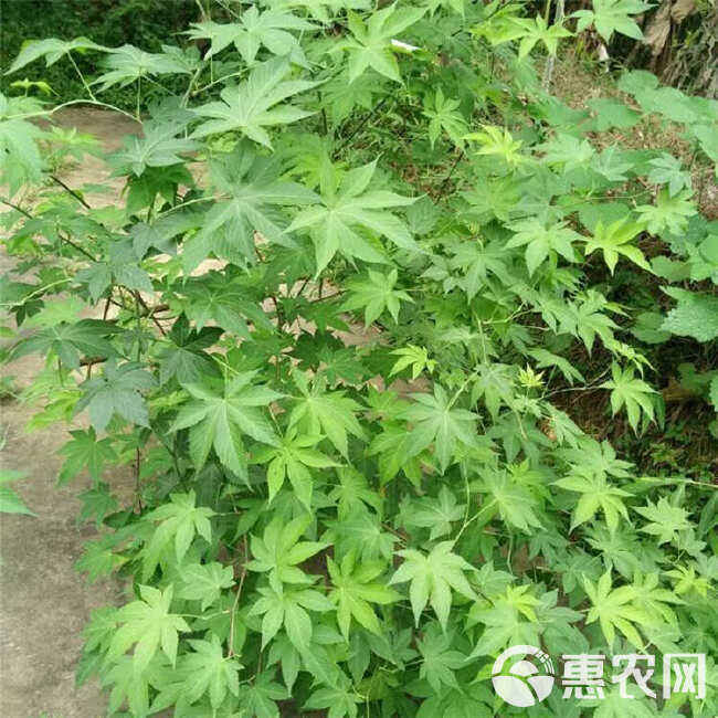 湖南怀化刺茶苗刺儿茶苗甜茶苗基地直销