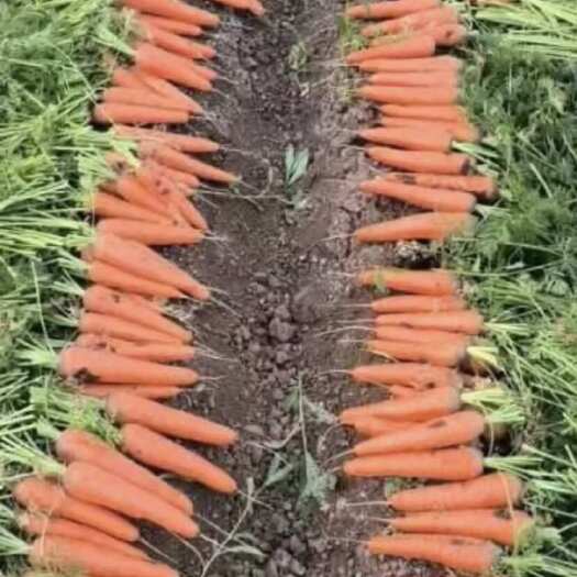 巴林右旗胡萝卜