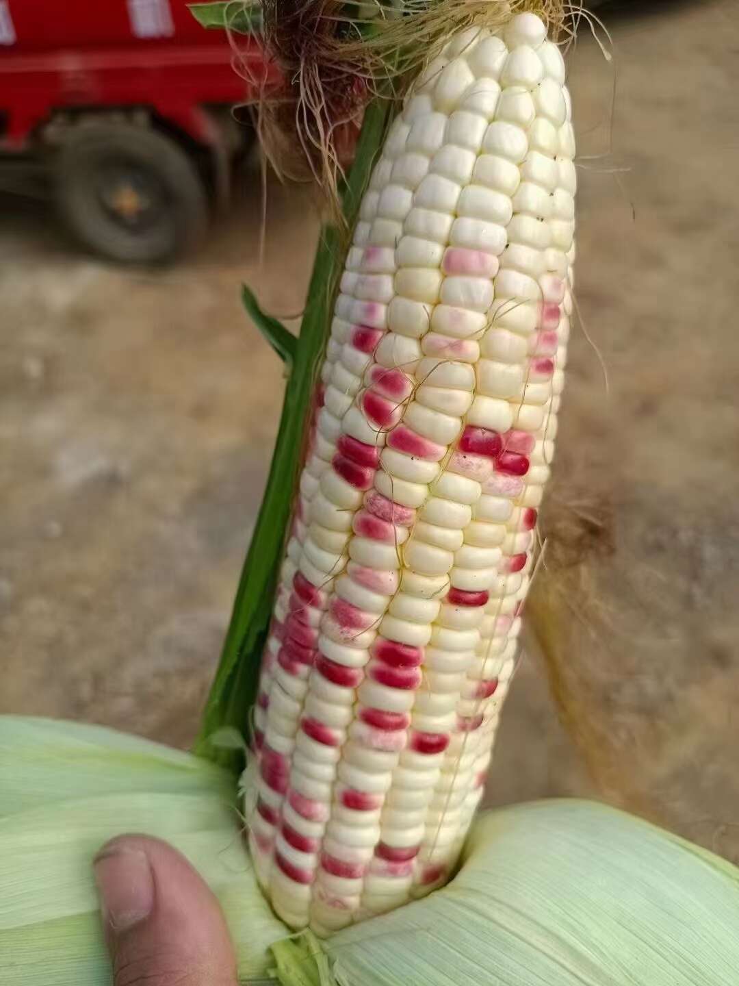 鲜玉米，花糯玉米，白糯玉米，甜玉，水果玉米产地供应