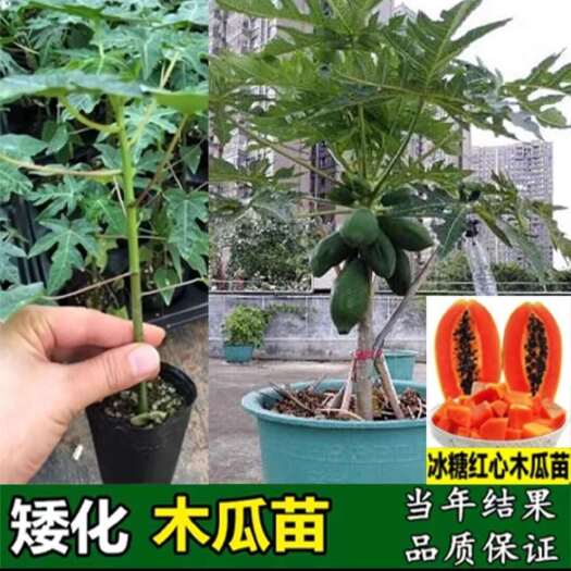 灵山县木瓜苗
