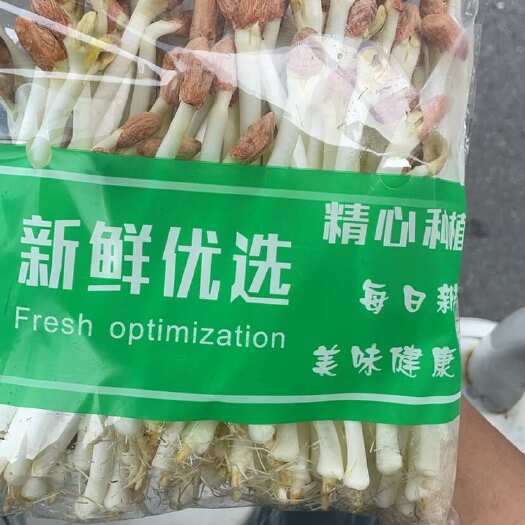 济南花生芽