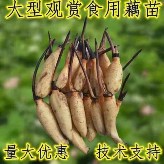 沭阳县莲藕苗大型观赏荷花种藕盆栽莲藕种根