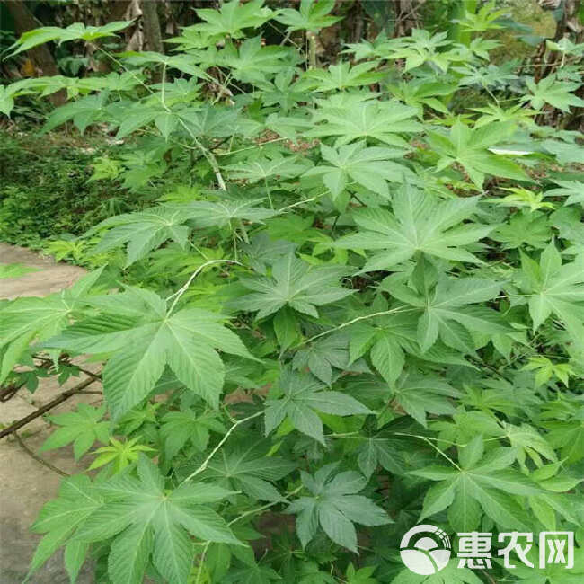 湖南怀化刺茶苗刺儿茶苗甜茶苗基地直销