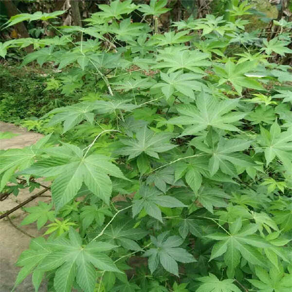 湖南怀化刺茶苗刺儿茶苗甜茶苗基地直销