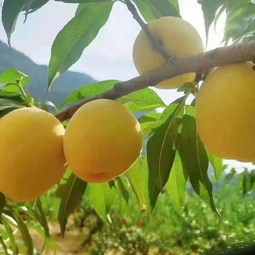 炎陵县炎陵锦绣黄桃 红心 酸甜口感