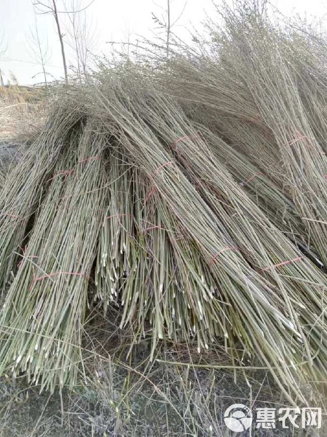 出售大量新鲜杞柳、蜕皮杞柳、蒸干带皮红柳，量大从优，欢迎咨询