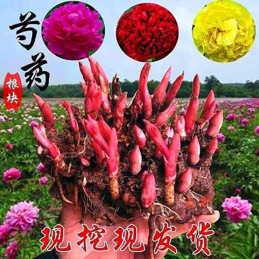 沭阳县芍药花苗带芽种根重瓣花卉盆栽阳台耐寒庭院植物易活室外四季栽植