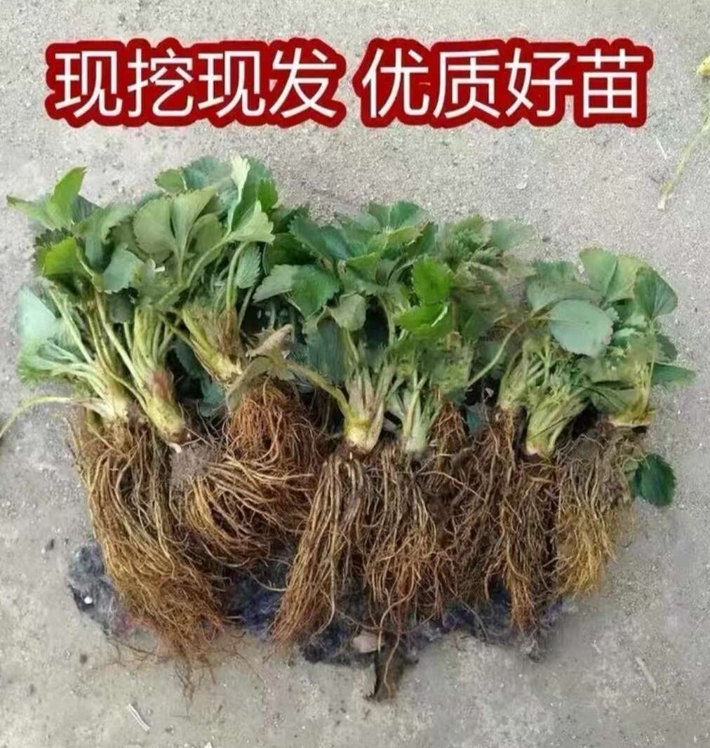 黑珍珠草莓苗，真红美玲草莓苗越秀草莓苗，脱毒一代苗保证成活率