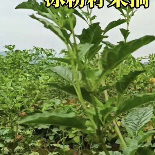 镇雄县假酸浆