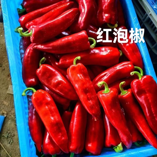 莘县红泡椒、山东省聊城市莘县魏庄镇基地直供