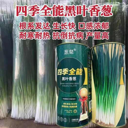 四季全能黑叶香葱种子耐热耐寒抗病抗倒春夏秋小葱种子籽孑产量高