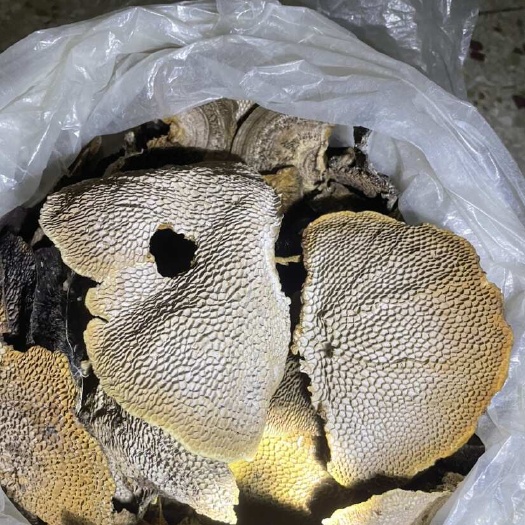 廉江市蜂窝灵芝，龙眼木菌