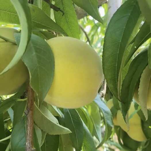 卢龙县黄金冠