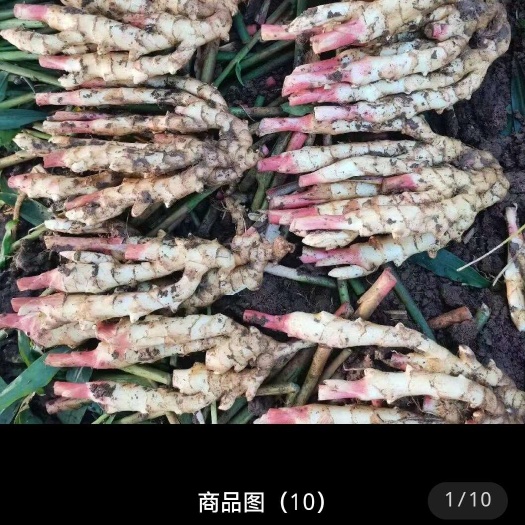 福安市农家生姜