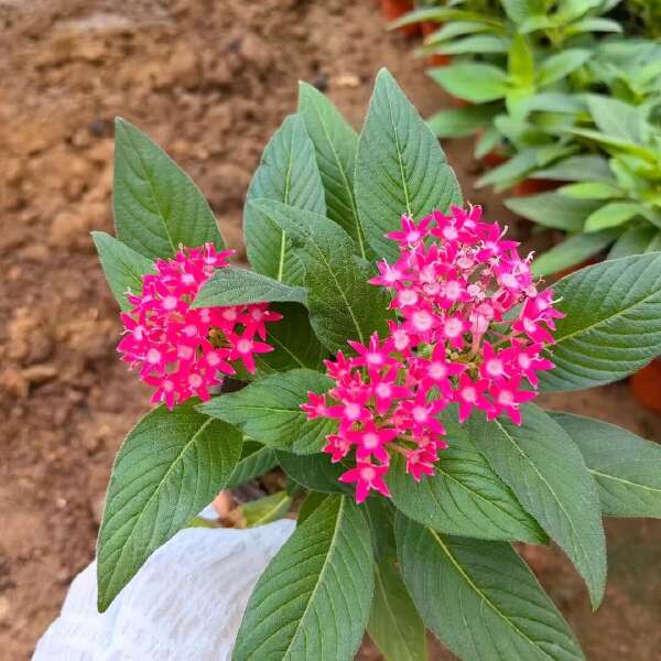 草花 时令草花种植基地