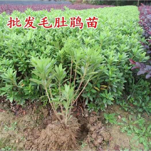 沭阳县毛鹃 四季常青庭院工程绿化苗。