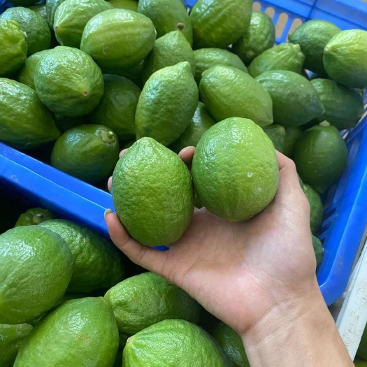 翁源县广东无籽香水柠檬 一级果