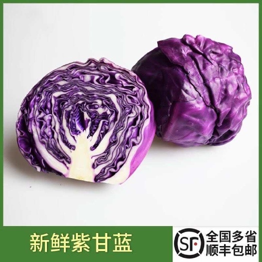上海顺丰包邮新鲜紫甘蓝 紫包菜紫椰菜生吃健康轻食沙拉蔬菜西餐食