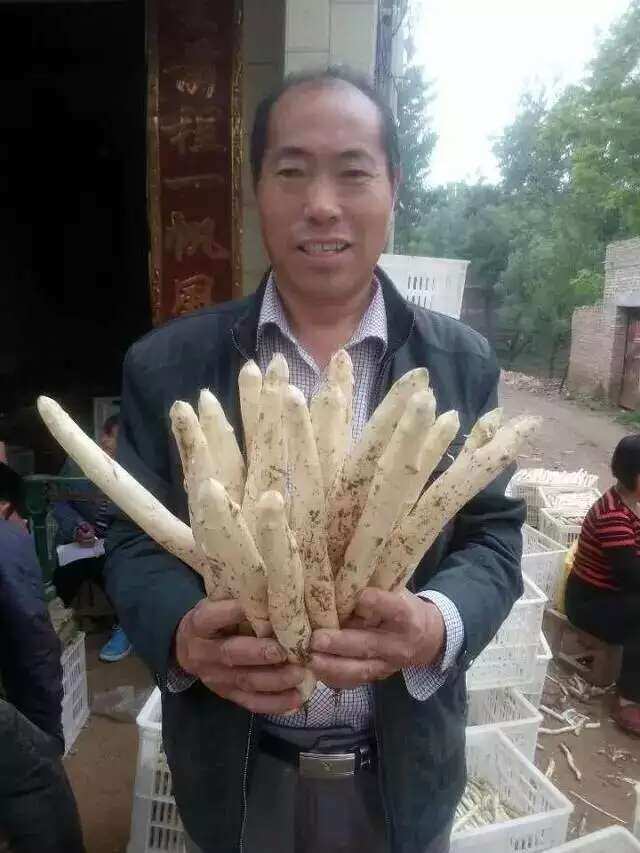 蘆筍種子金冠F1