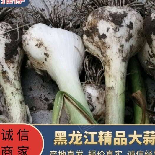 肇州县大蒜