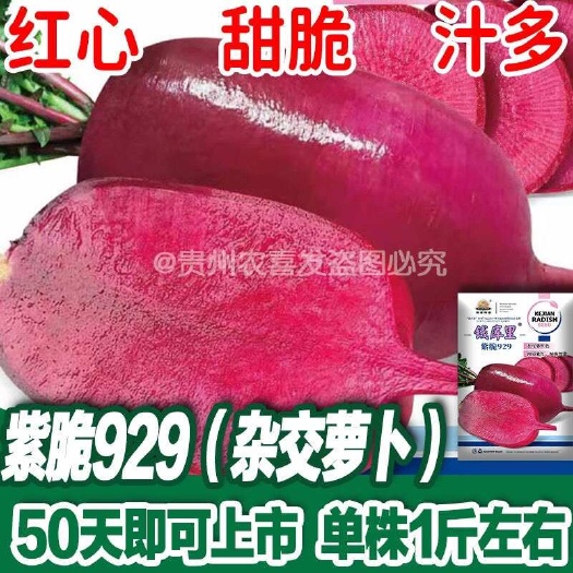 凤梨红心水果萝卜种子种子红皮红心萝卜籽种子基地种植红萝卜种子