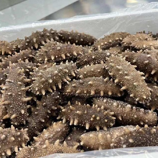 高品质鲜食即食大连海参海刺参：规格齐全 工厂直销 一手货源