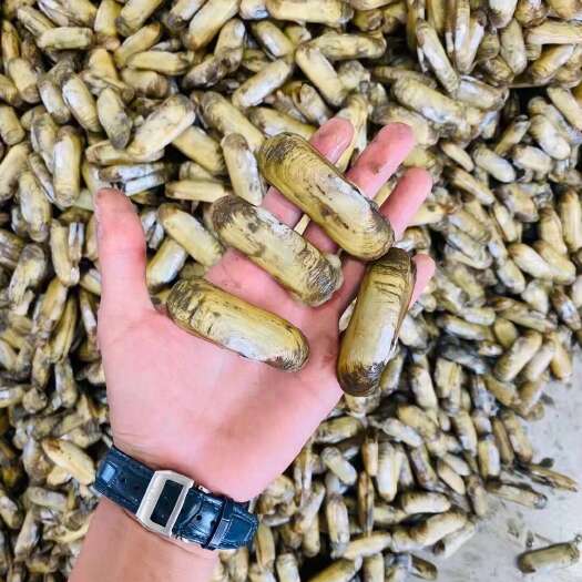 大连小人仙35-40货源充足！