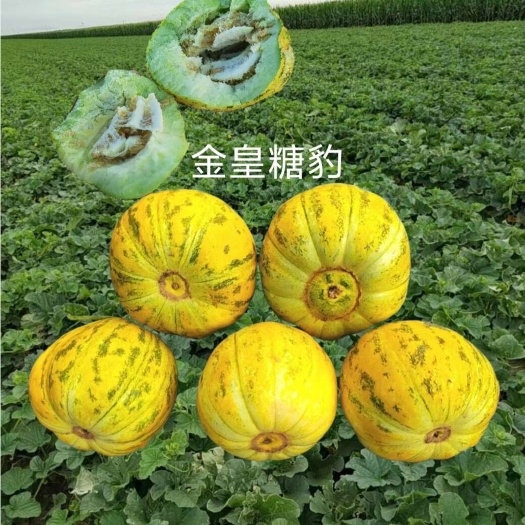 哈尔滨金黄糖豹薄皮甜瓜种子500粒/袋八里香类型适合棚露地均可种植