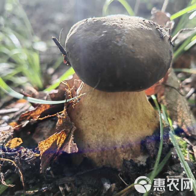 农村意思松茸（大脚菇），味道很鲜，有需要的老板欢迎砸单