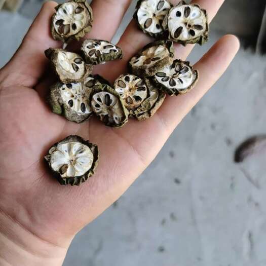 灌阳县药材八月瓜，预知子