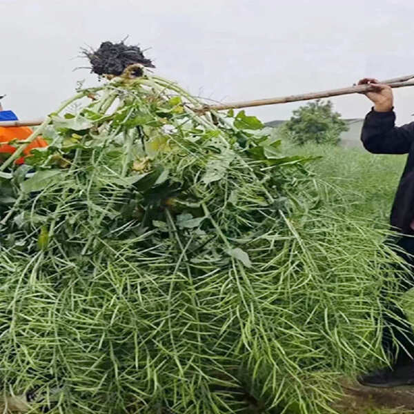 高出油黑油菜矮杆大窝产量型油菜种子批发国审品种绵油德油