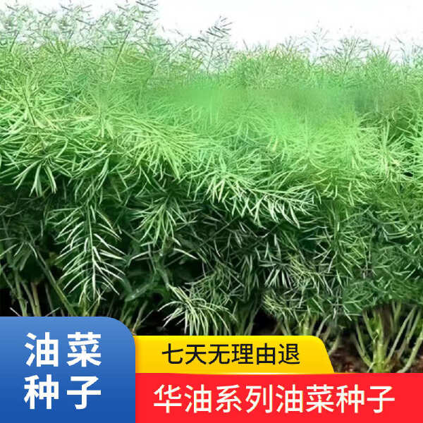 高出油黑油菜矮杆大窝产量型油菜种子批发国审品种绵油德油