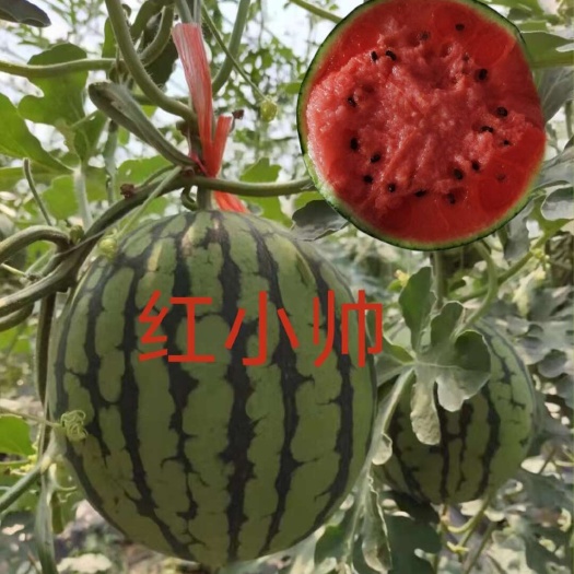 哈尔滨红小帅红肉西瓜种子200粒/袋