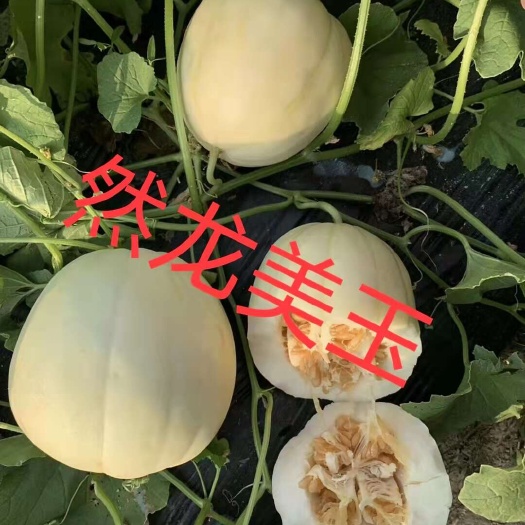 哈尔滨龙甜美玉薄皮甜瓜种子阔梨形黄白瓜糖度高