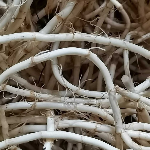 合浦县鱼腥草根.种根
