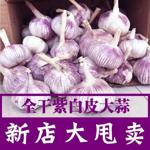 中牟县紫皮蒜