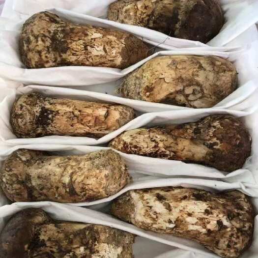 鲜松茸，2025年鲜松茸，一件代发，一箱两斤，顺丰包邮速达