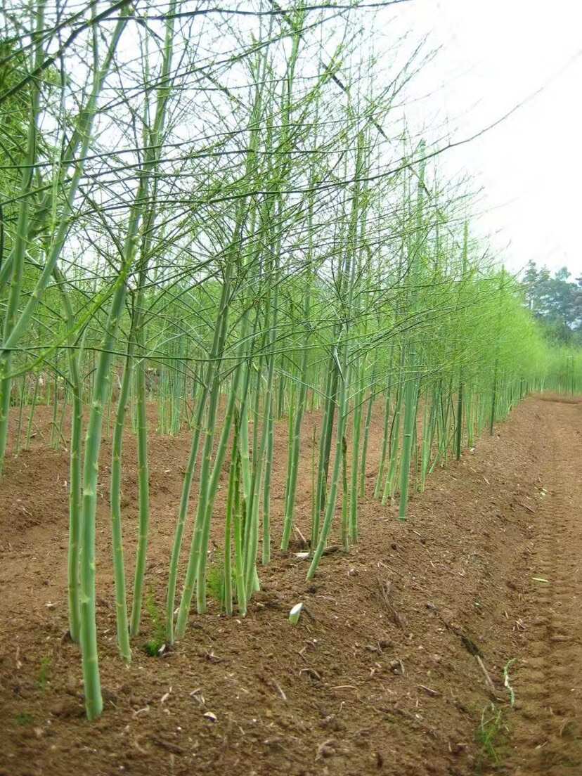 蘆筍種子金冠F1