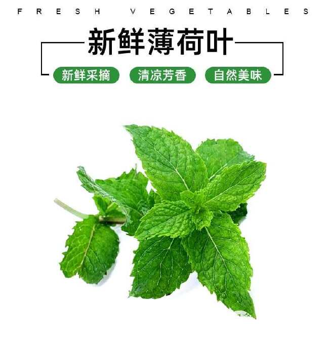 新鲜薄荷叶 食用薄荷烘焙调酒茶饮装饰用莫吉托香料包邮