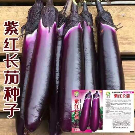 邵东市茄子种子紫红长茄籽种子春秋季阳台盆栽蔬菜种孑四季农家紫茄种子