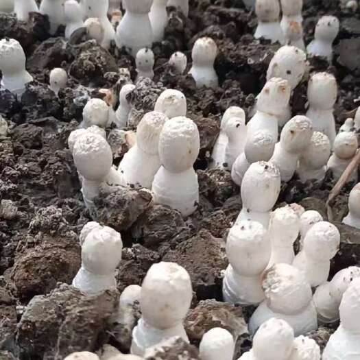 新宾县鸡腿菇菌种