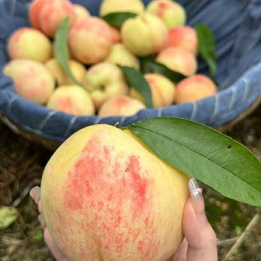 宁海县水蜜桃品种：湖景蜜露、良方……