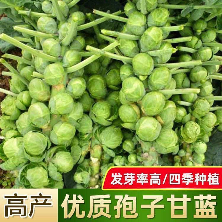 孢子甘蓝种子早熟四季种植农田菜园小包菜卷心菜包心菜子